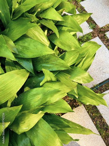 green leaves background