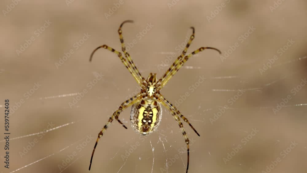 Black and Yellow Garden Spider Macro Black and Yellow Garden Spider Macro