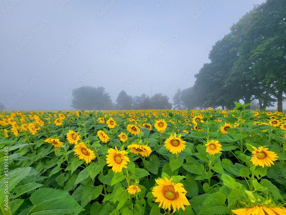 Fototapeta premium field of dandelions