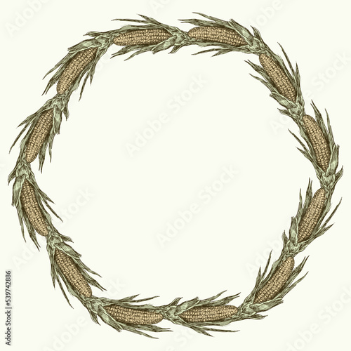 Decorative wreath of sketches of ripe corn cobs