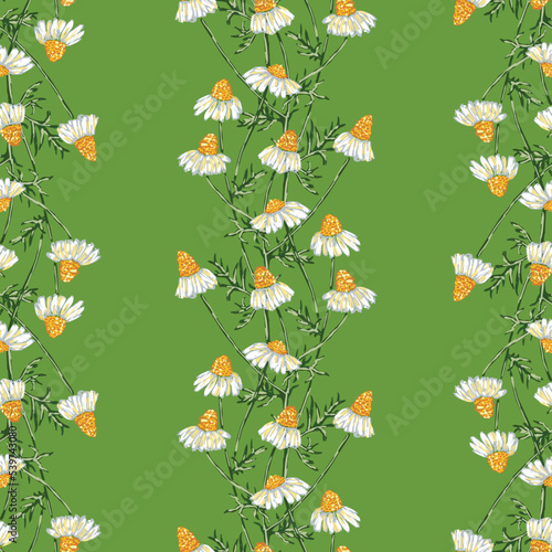 Seamless background of drawn camomile in rows