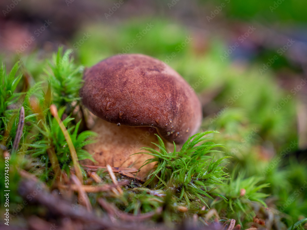 Boletus edulis mushroom in moss. Boletus edulis mushroom in moss.