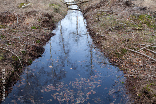 Photography Forest in Denmark north form copenhagen