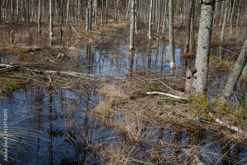 Photography Forest in Denmark north form copenhagen