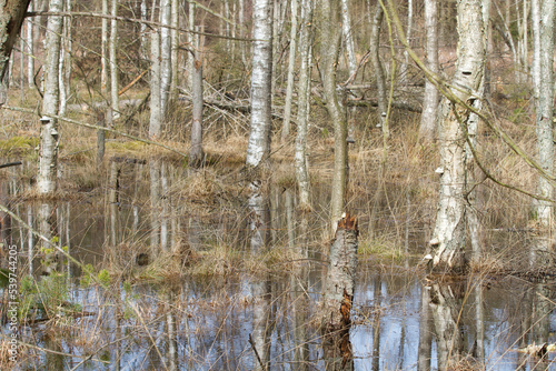 Photography Forest in Denmark north form copenhagen