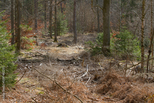 Canvas Print Forest in Denmark north form copenhagen