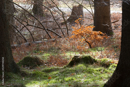 Photography Forest in Denmark north form copenhagen