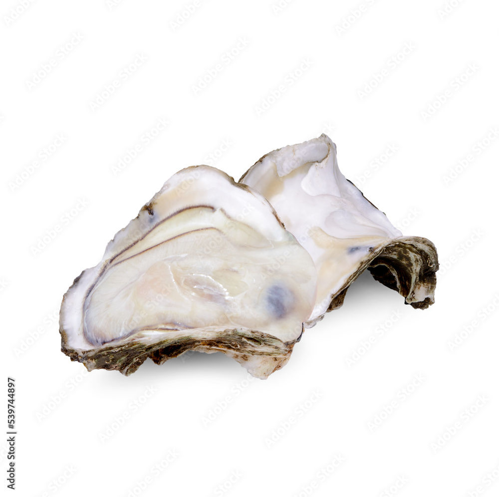 Oyster isolated on transparent background (.PNG)