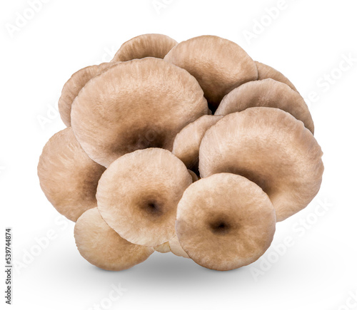 Oyster mushroom isolated on transparent background (.PNG)