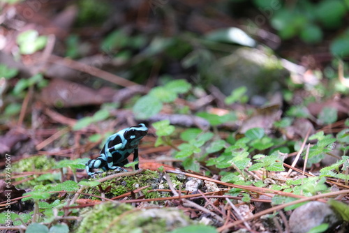 Pfeilgiftfrosch