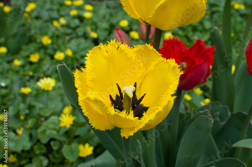 Close up macro beautiful yellow tulip flower
