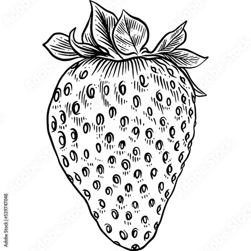 Hand drawn Strawberry Sketch Illustration