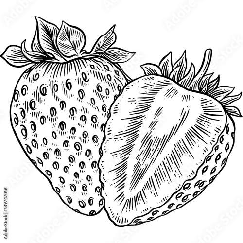 Hand drawn Strawberry Sketch Illustration