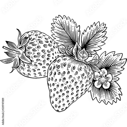 Hand drawn Strawberries with Leaves and Flower Sketch Illustration