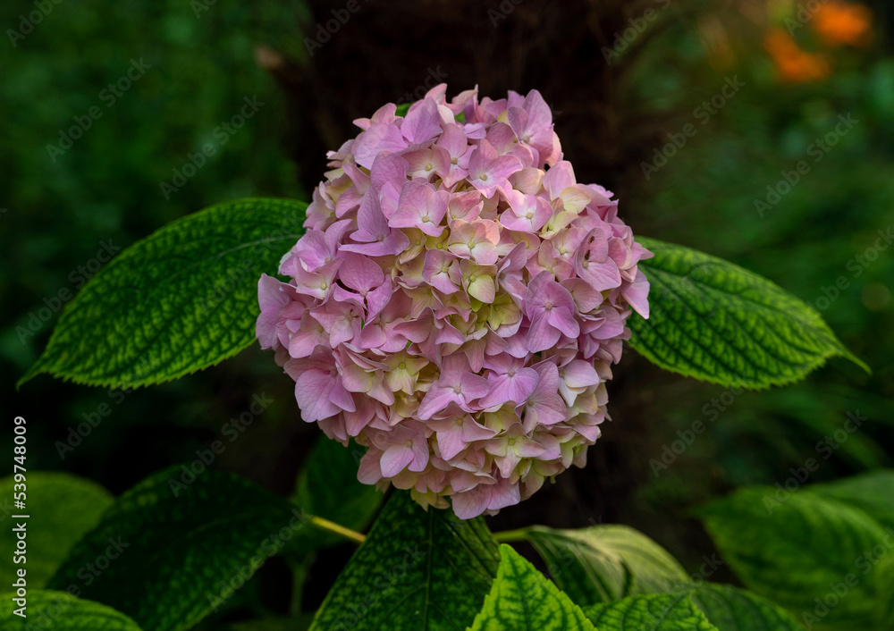 pink flower