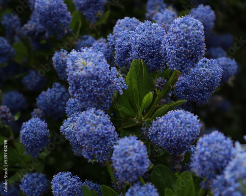 Close up photo of Californian Lilac Ceanothus thyrsiflorus. Blue purple flowers bushy blooming plant in the garden in spring. 