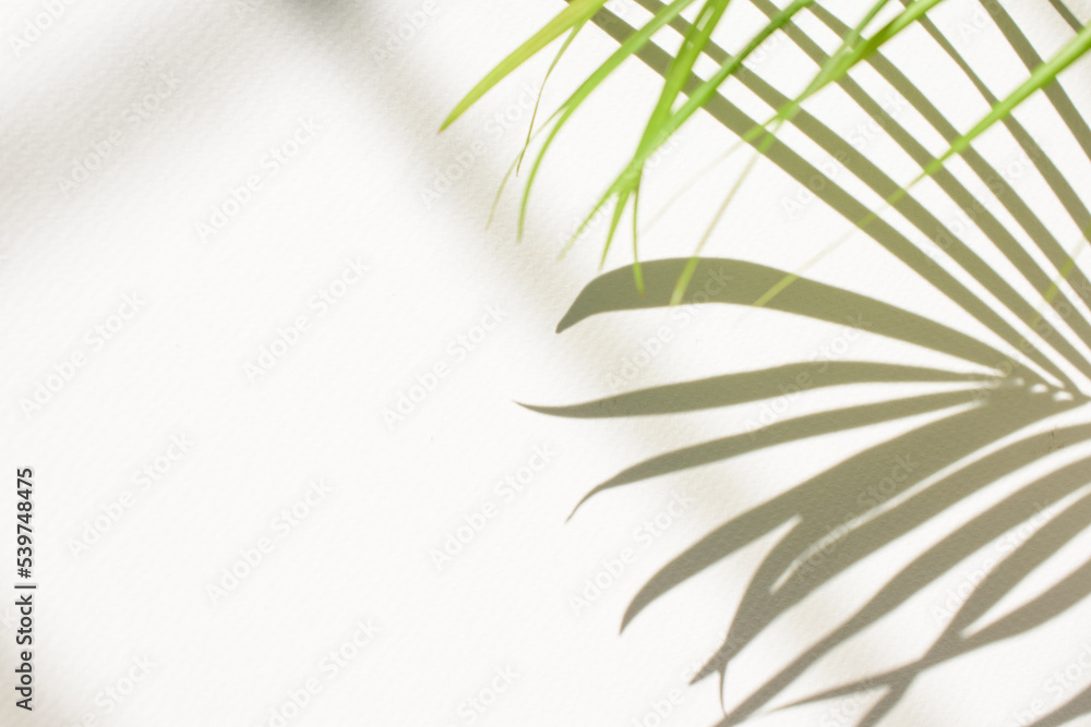 palm leaf shadow on the surface beautiful abstract white wall background