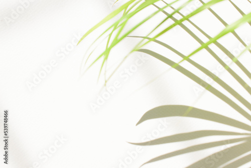 Palm leaf shadow sunlight on beautiful abstract white wall background texture