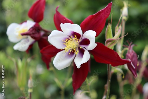 White and red flower star shape. Exotic flower in the wild garden in England