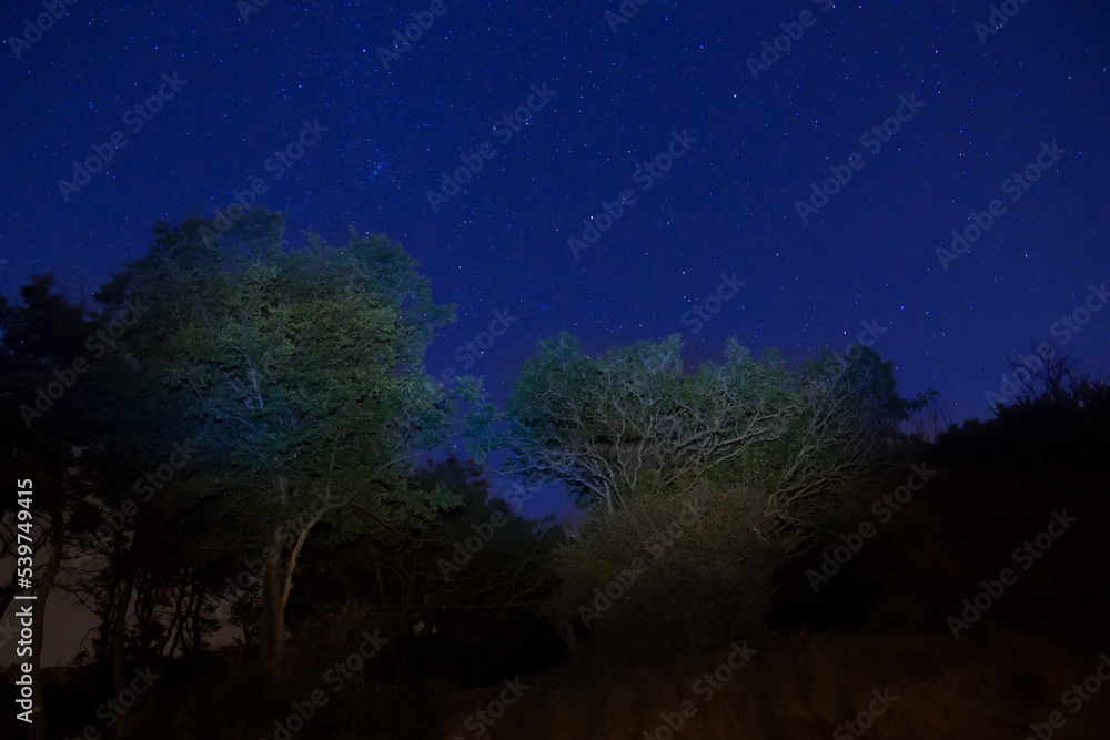Fototapeta premium Big green trees in a forest under blue dark sky