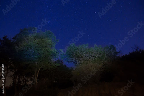 Big green trees in a forest under blue dark sky