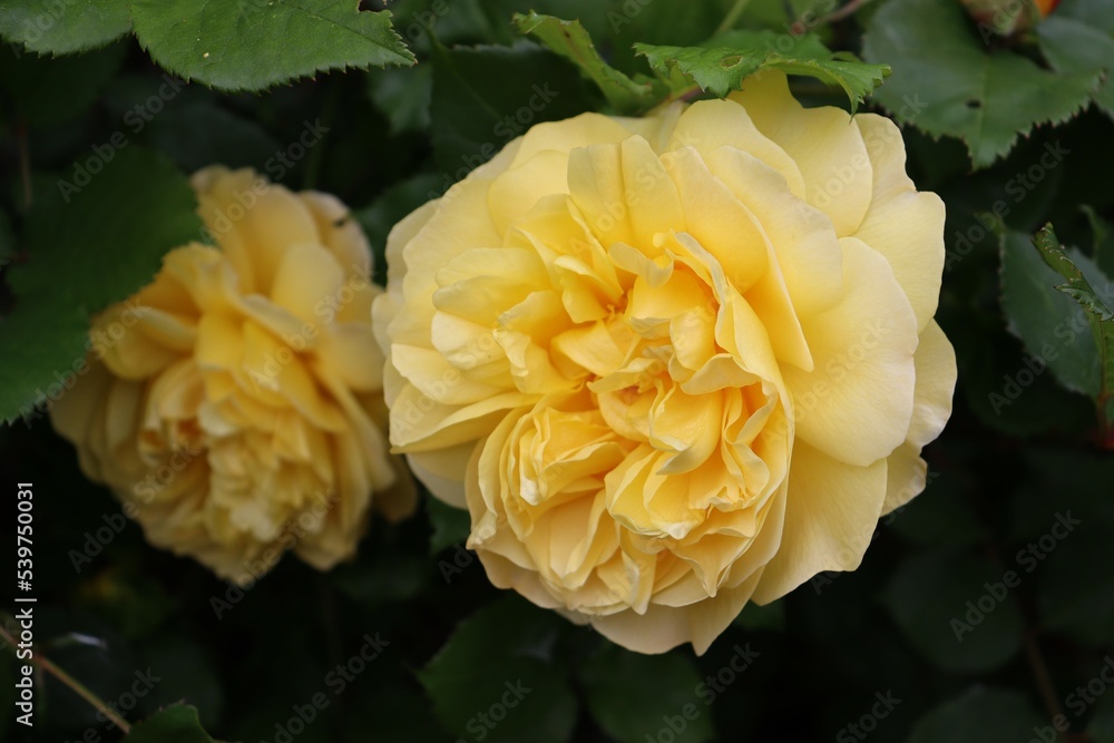 Yellow rose background banner big English fragrance rose from David Austin in the cottage garden in spring and summer Yellow rose background banner big English fragrance rose from David Austin in the cottage garden in spring and summer