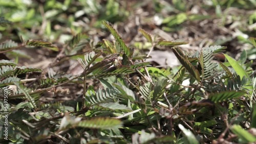 there is a hand touching Mimosa pudica or known as 'semalu' by the Malaysian community. It grows lushly in the field. photo