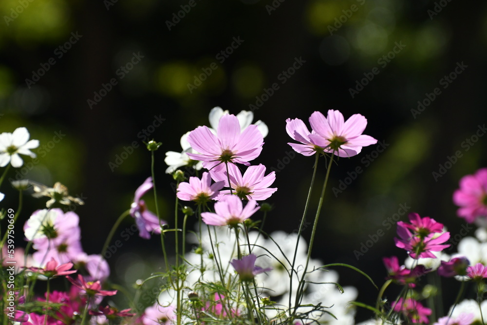 Obraz premium 公園のコスモス