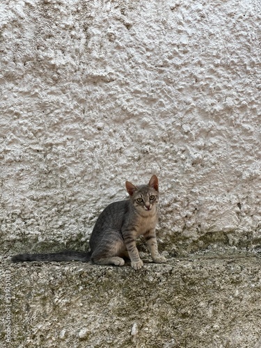 Gatto piccolo con sfondo di un muro