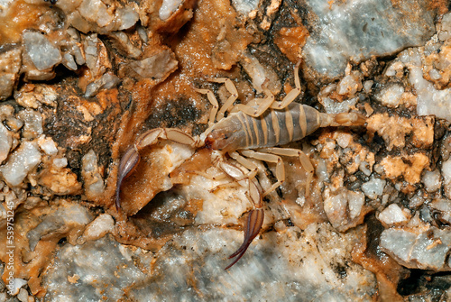 Greek scorpion  Iurus dufoureius asiaticus  - Rhodes  Greece    Griechischer Skorpion  Iurus dufoureius asiaticus  - Rhodos  Griechenland
