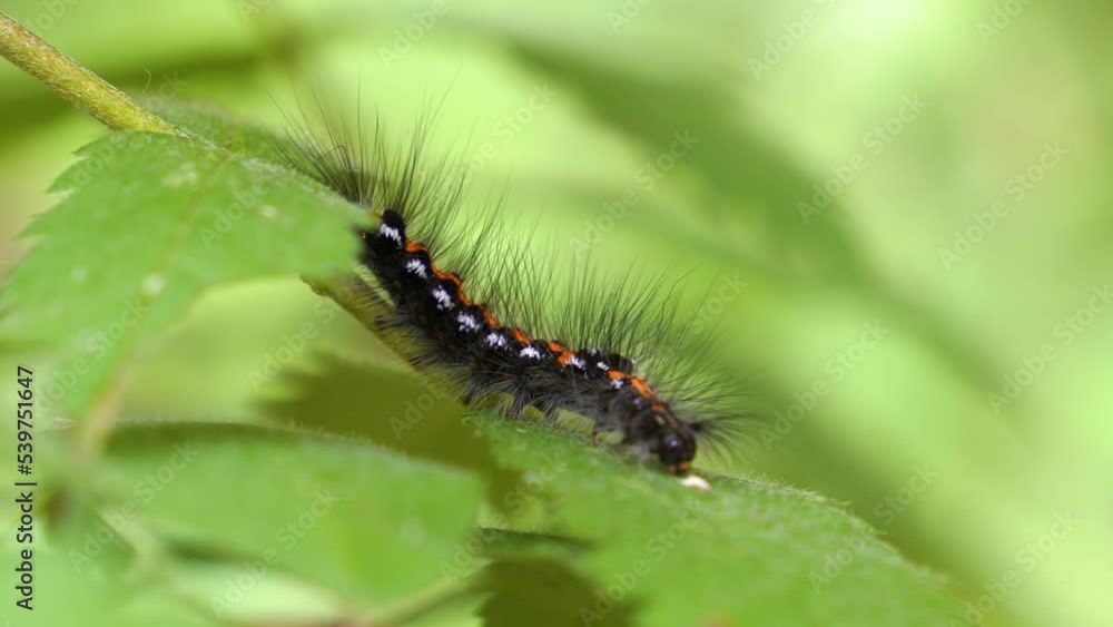 Silkworm caterpillar sits on a leaf Silkworm caterpillar sits on a leaf