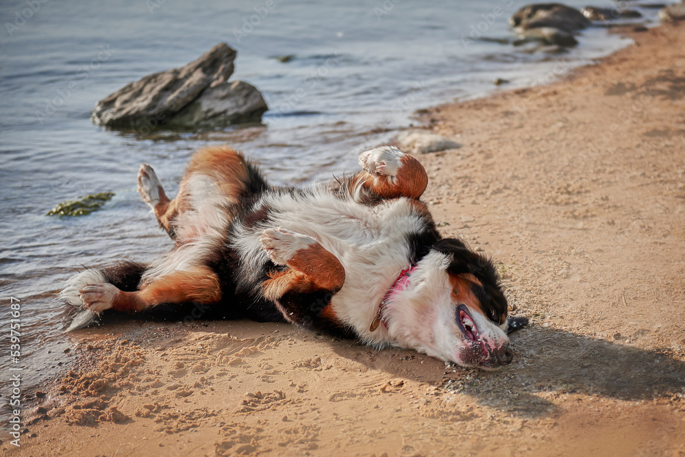 Bernese mountain dog breed frolic on the beach at the beach