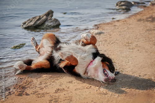 Obraz na płótnie Bernese mountain dog breed frolic on the beach at the beach w salonie