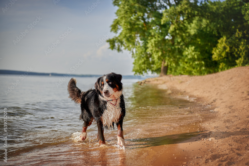 Bernese mountain dog breed frolic on the beach at the beach