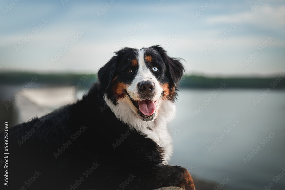 Dog breed Bernese mountain dog portrait close-up