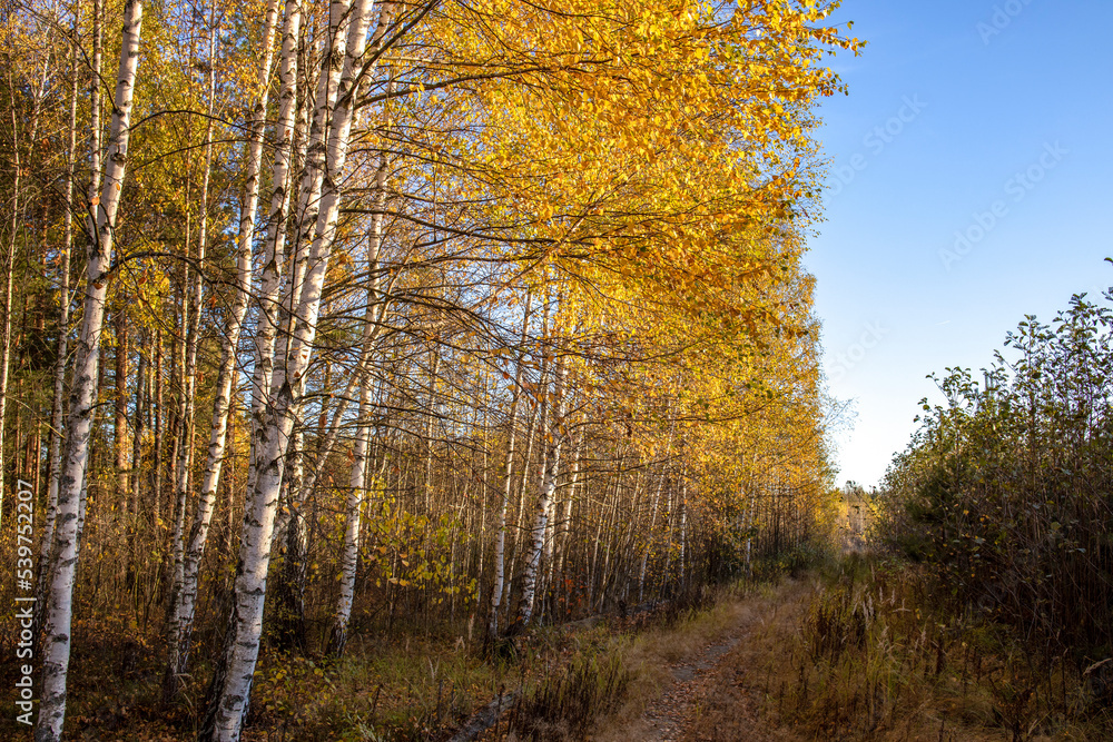 The birch grove is illuminated by the rays of the sun. Autumn picturesque landscape with yellow foliage.