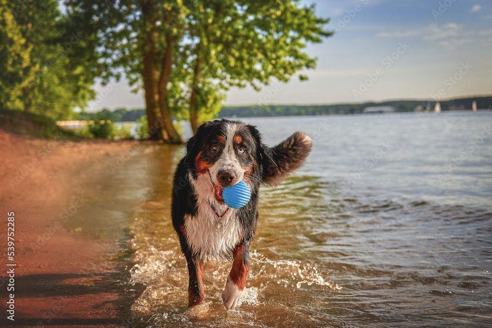 Bernese mountain dog playing with a ball on the beach