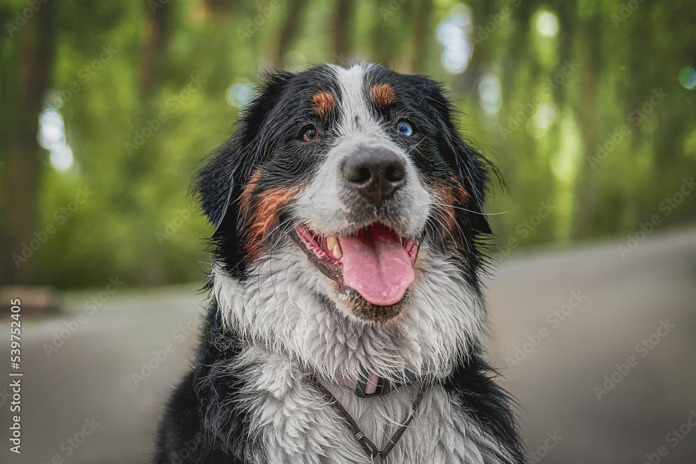 Bernese mountain dog portrait in green park