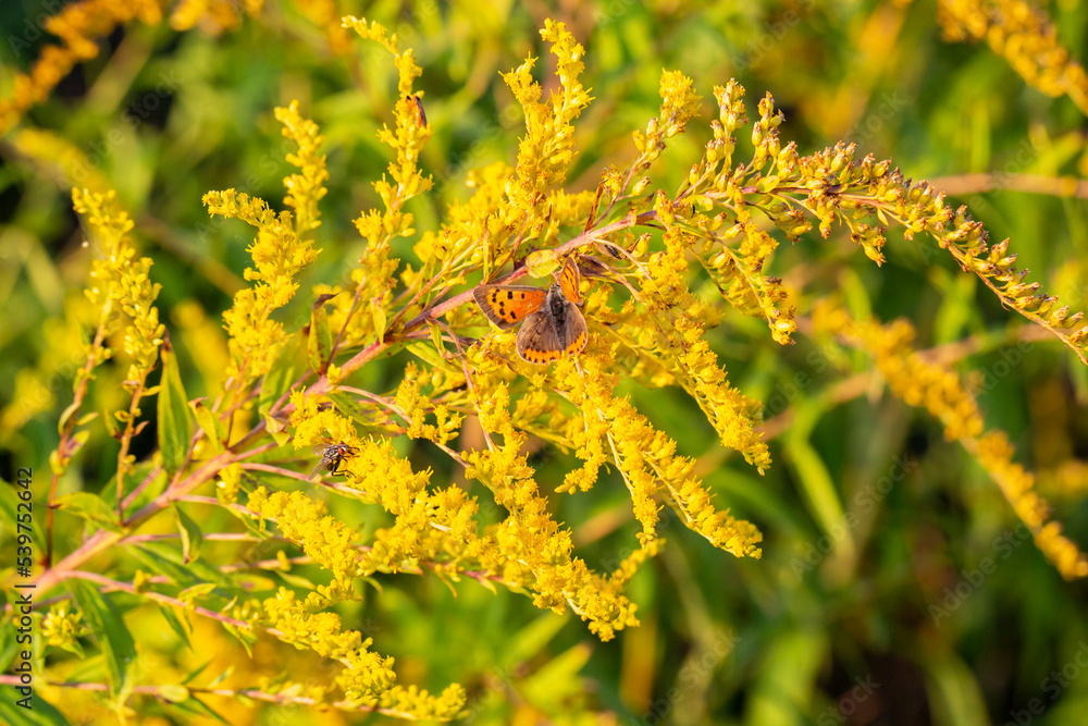Lycaena phlaeas, the small copper, or common copper butterfly collecting pollen from a yellow flowered plant Lycaena phlaeas, the small copper, or common copper butterfly collecting pollen from a yellow flowered plant