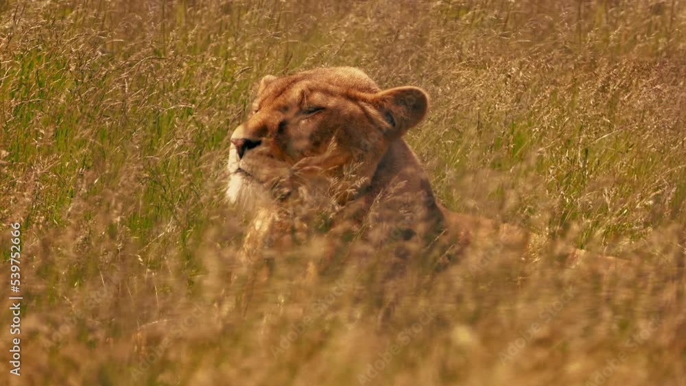 Lioness Resting In The Long Grass Lioness Resting In The Long Grass
