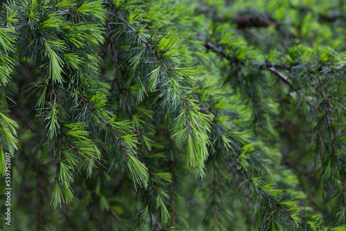 Young bright green needles of Himalayan cedar Cedrus Deodara, Deodar growing on embankment of resort town of Adler. Close-up. Black Sea. Blurred background. S photo