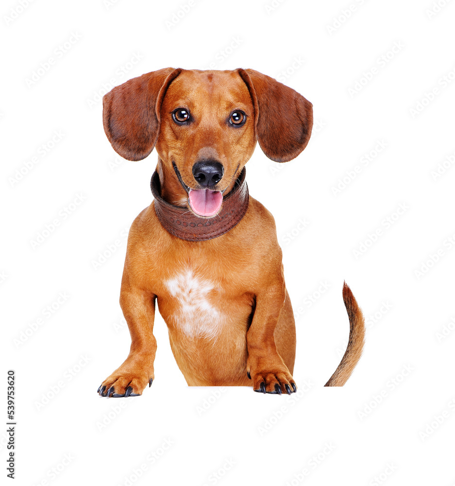 dachshund dog    holding the blank board