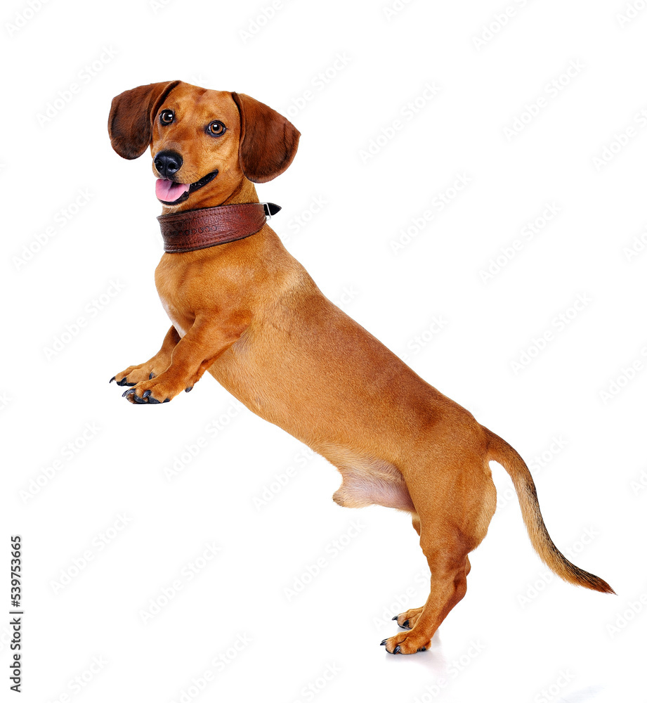 dachshund dog standing on hind legs dachshund dog standing on hind legs