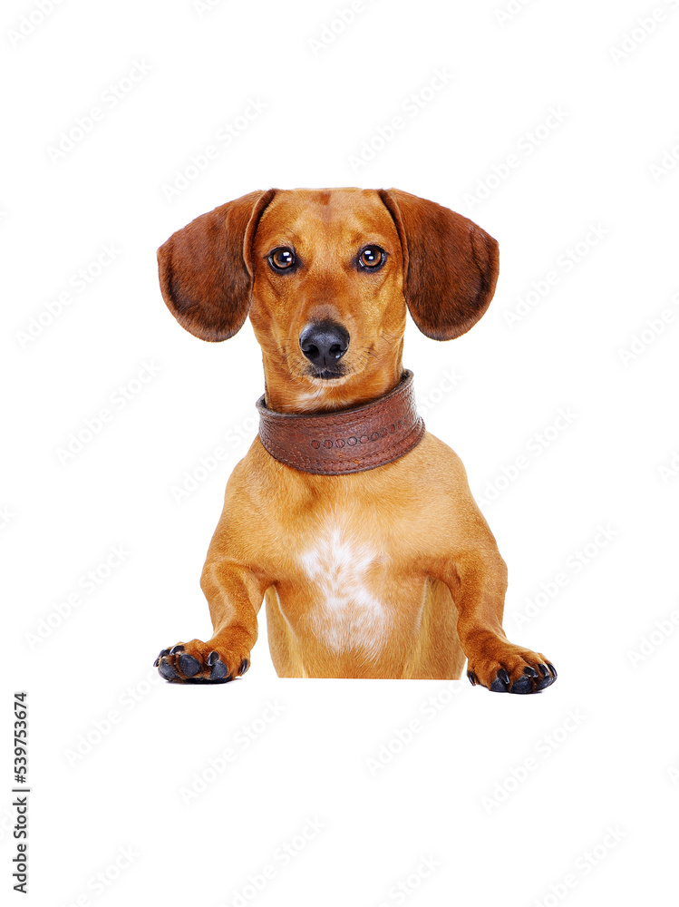 dachshund dog   with blank board