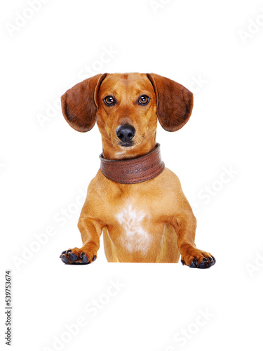 dachshund dog   with blank board