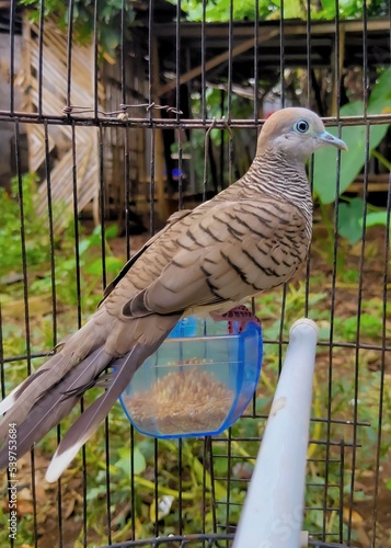 turtledove, 