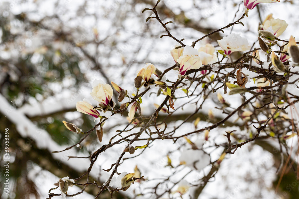 unexpected cold snap. Snow on flowering trees, white magnolia flowers in the snow close up unexpected cold snap. Snow on flowering trees, white magnolia flowers in the snow close up