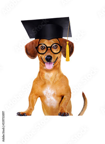 dachshund dog wearing mortar board hat