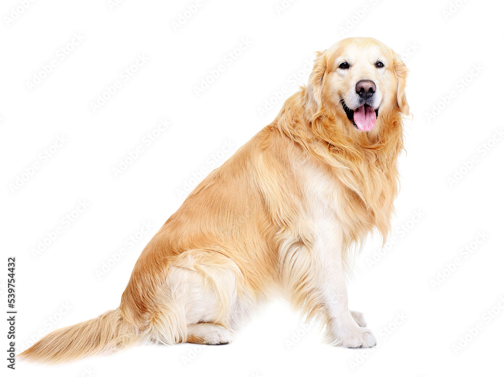 front view full length portrait of golden retriever front view full length portrait of golden retriever