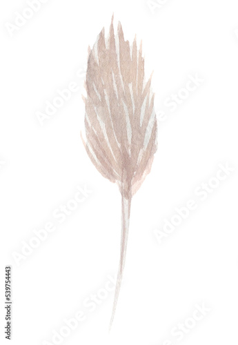 watercolor dried flowers isolated on white background. Hand drawn wildflowers illustration. Flower clipart. Autumn design to fashion fabric, textile, cover, wrapping paper product, blog, cloth